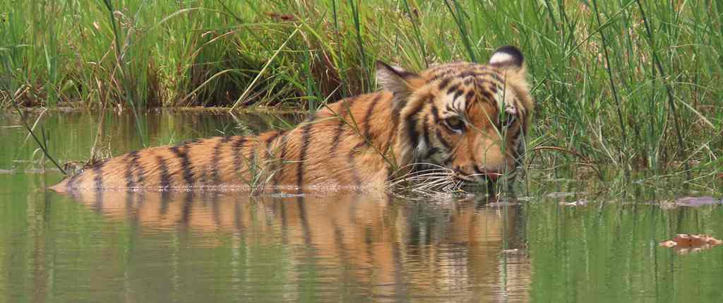 Bardia National Park